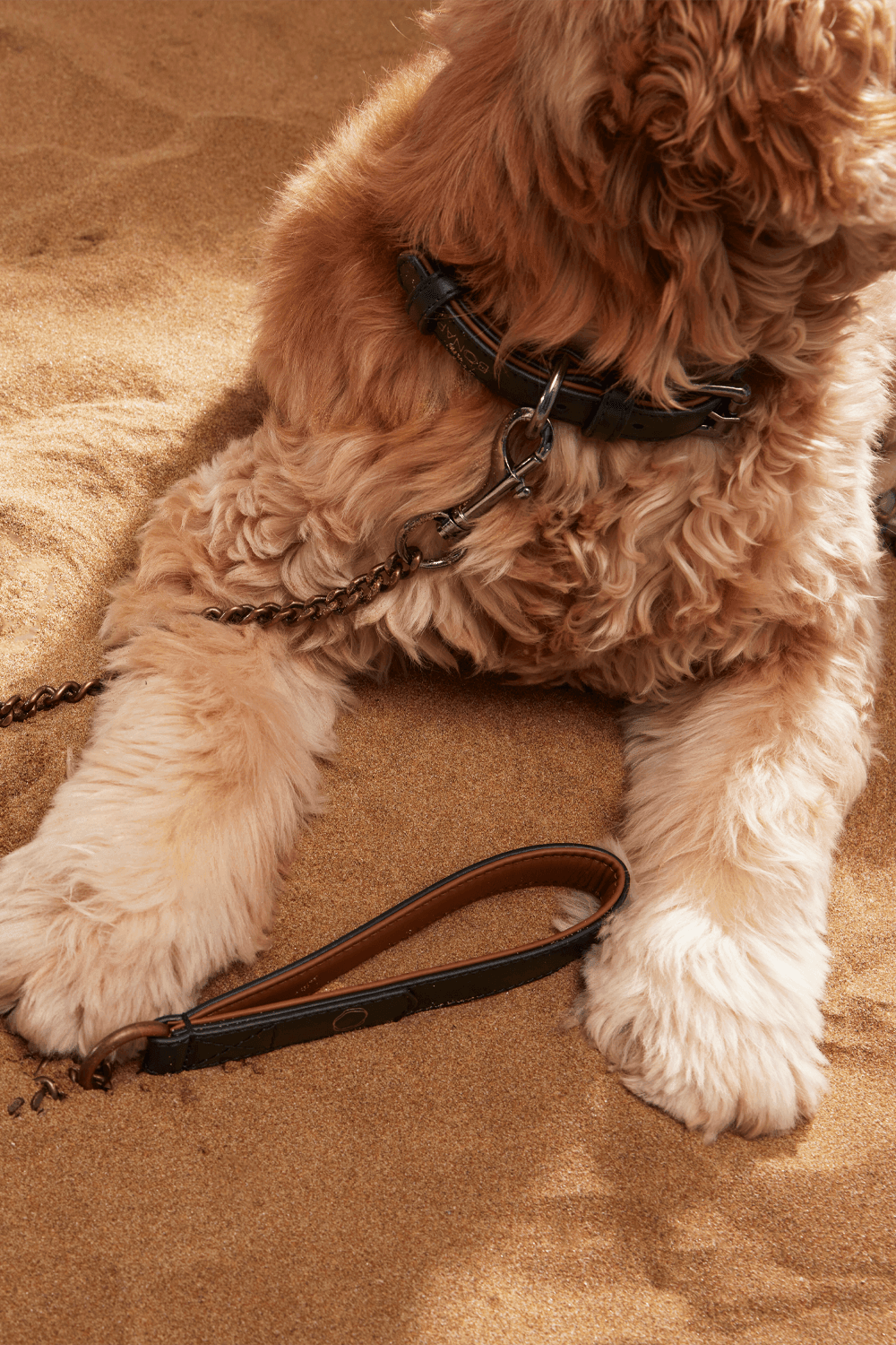 Bonabag-Chain Leash Choc-Köpek-3-roqelvaxirum.shop