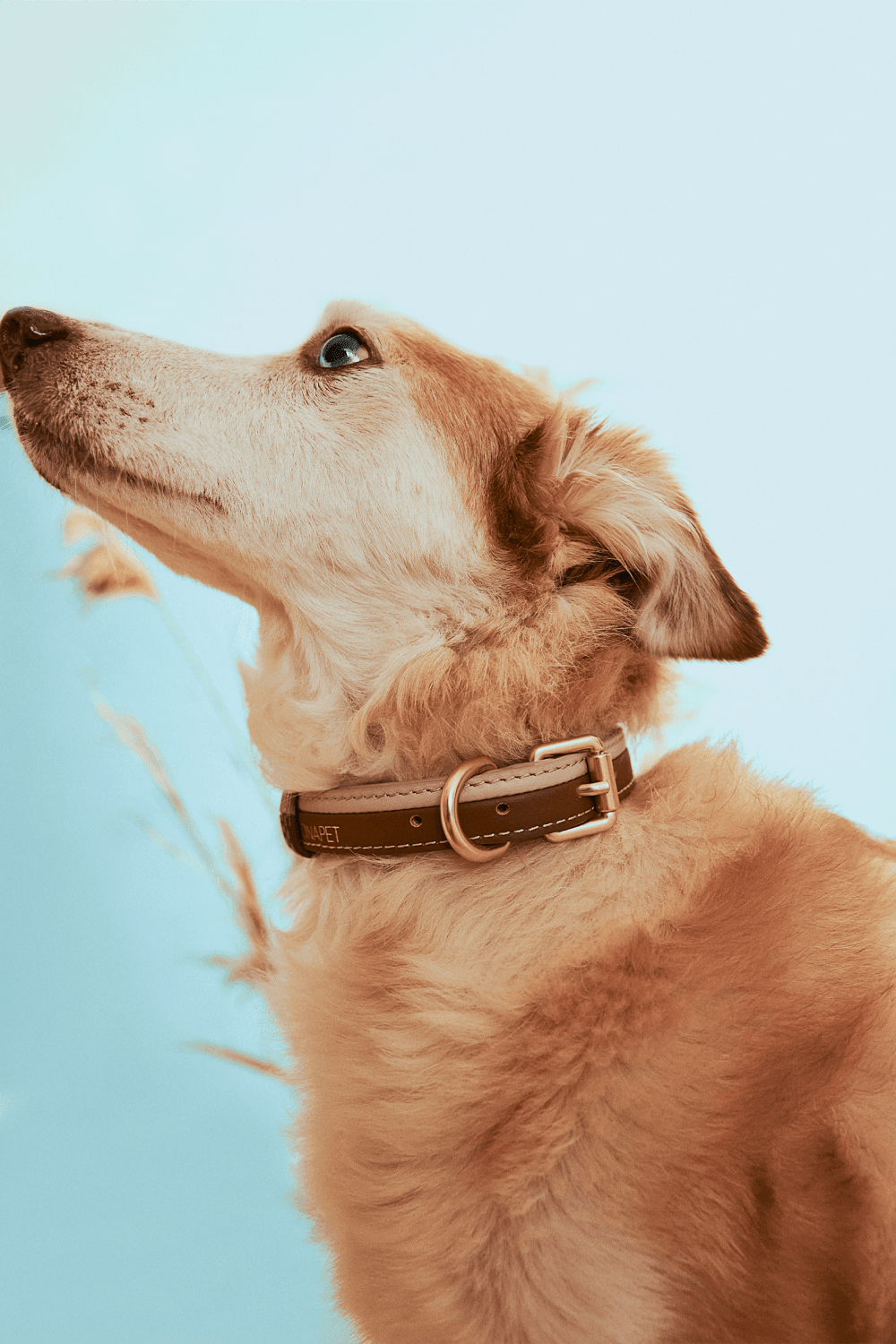 Bonabag-Dual Collar Cortado-Köpek-3-roqelvaxirum.shop
