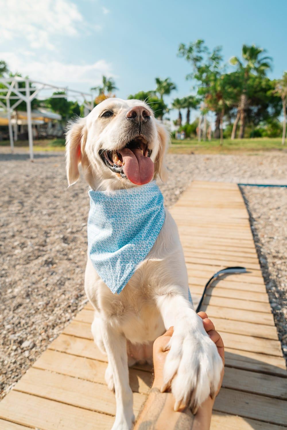Gliparis-Malaga Köpek Boyun Tasması-Köpek-5-roqelvaxirum.shop