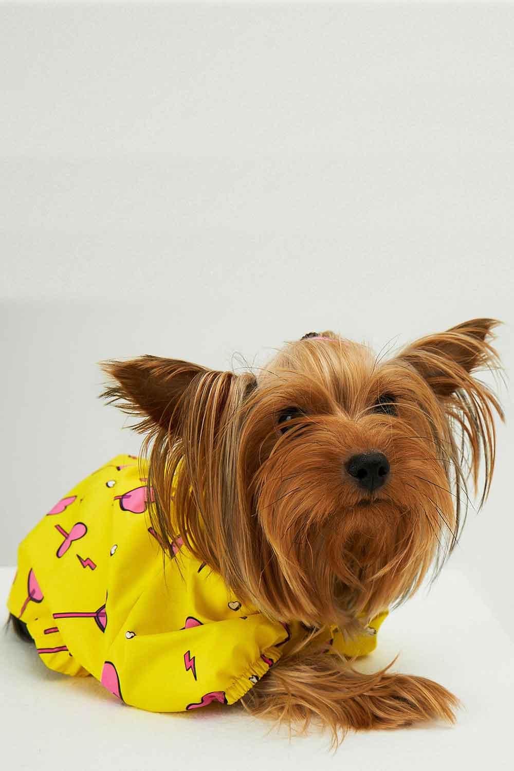Little Monsters-Yellow Heart Candy Yağmurluk-Köpek-3-roqelvaxirum.shop