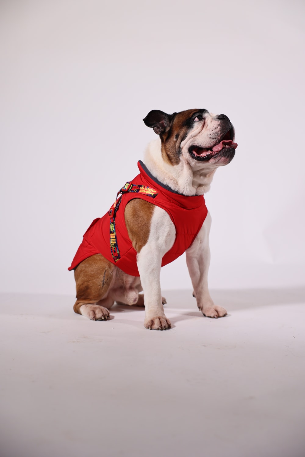 Pawlook-Pawlook, Göğüs Tasmalı, Köpek Montu, Köpek Yağmurluğu, Siyah-Köpek-4-roqelvaxirum.shop