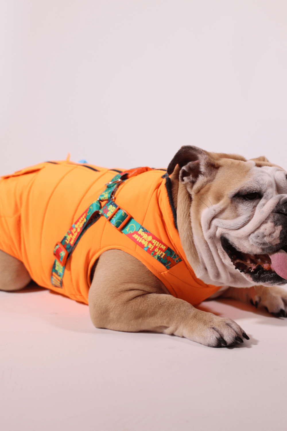 Pawlook-Pawlook , Göğüs Tasmalı, Köpek Montu, Köpek Yağmurluğu, Turuncu-Köpek-2-roqelvaxirum.shop