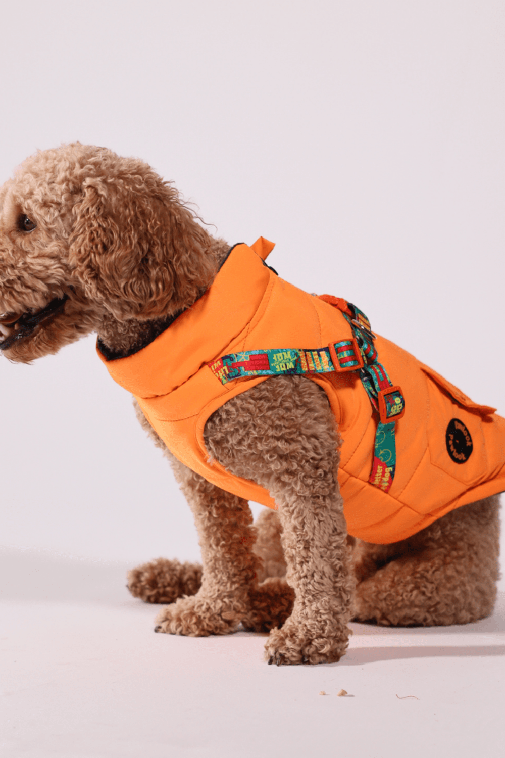Pawlook-Pawlook , Göğüs Tasmalı, Köpek Montu, Köpek Yağmurluğu, Turuncu-Köpek-3-roqelvaxirum.shop