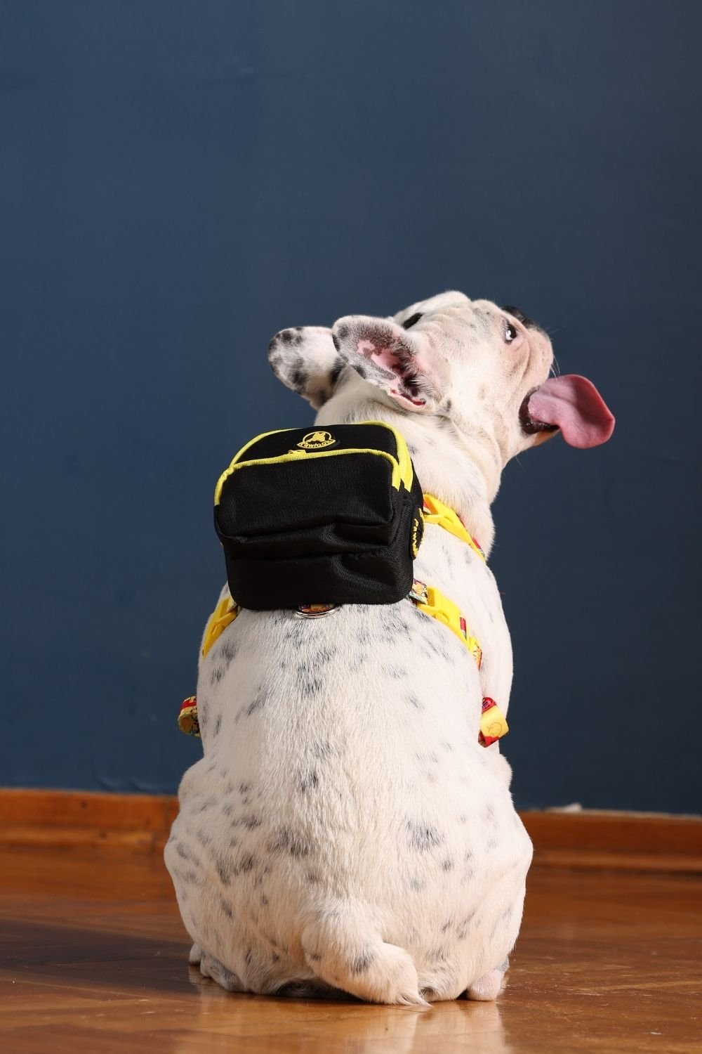 Pawlook-Pawlook, Köpek Sırt Çantası, Köpek Göğüs Tasması, Siyah-Köpek-2-roqelvaxirum.shop