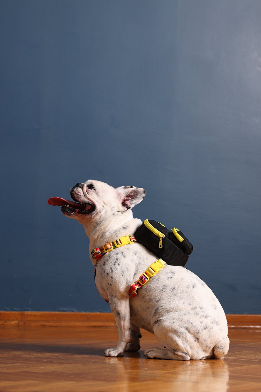 Pawlook-Pawlook, Köpek Sırt Çantası, Köpek Göğüs Tasması, Siyah-Köpek-5-roqelvaxirum.shop