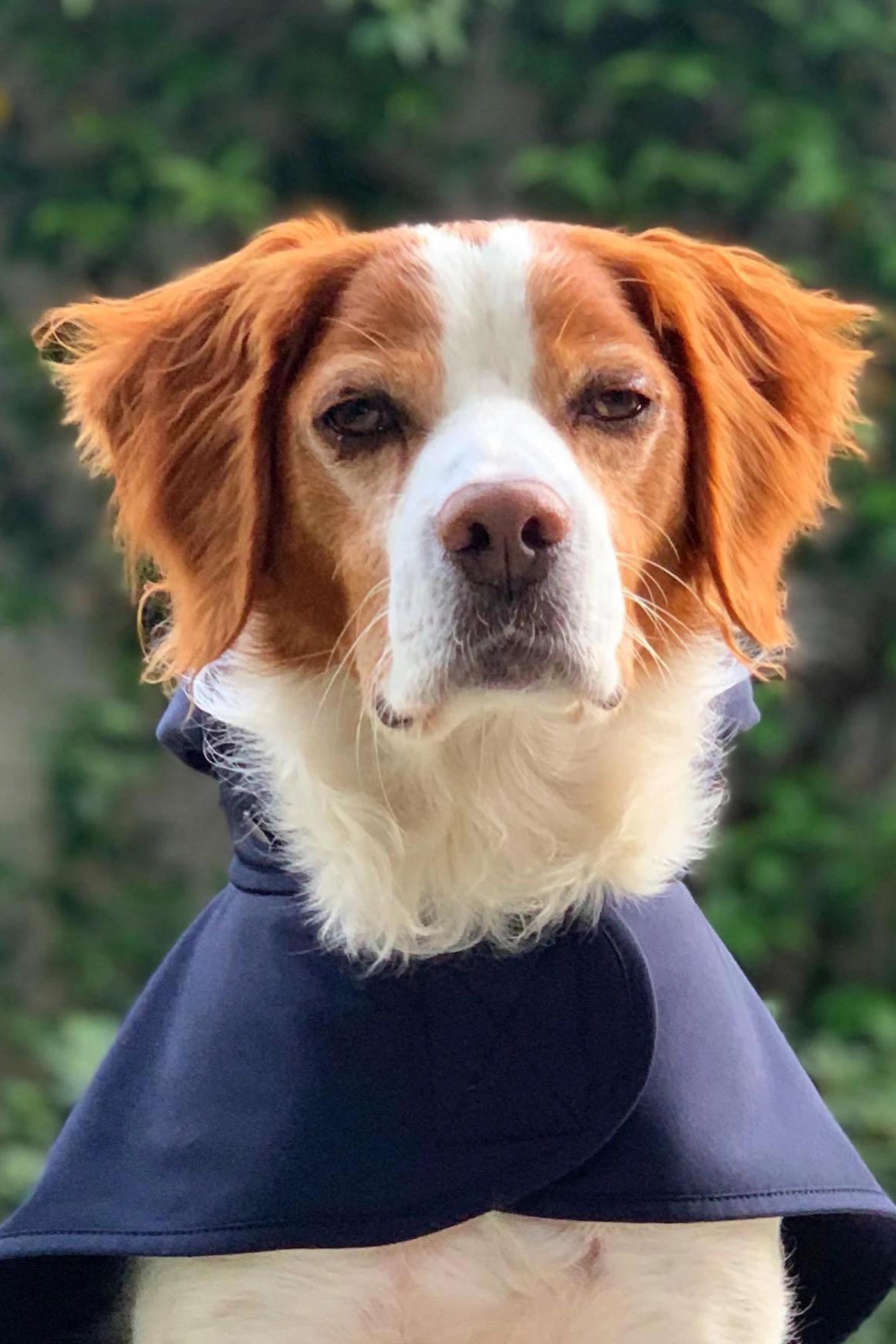 St. Pia-Pluvio Köpek Yağmurluğu-Köpek-4-roqelvaxirum.shop