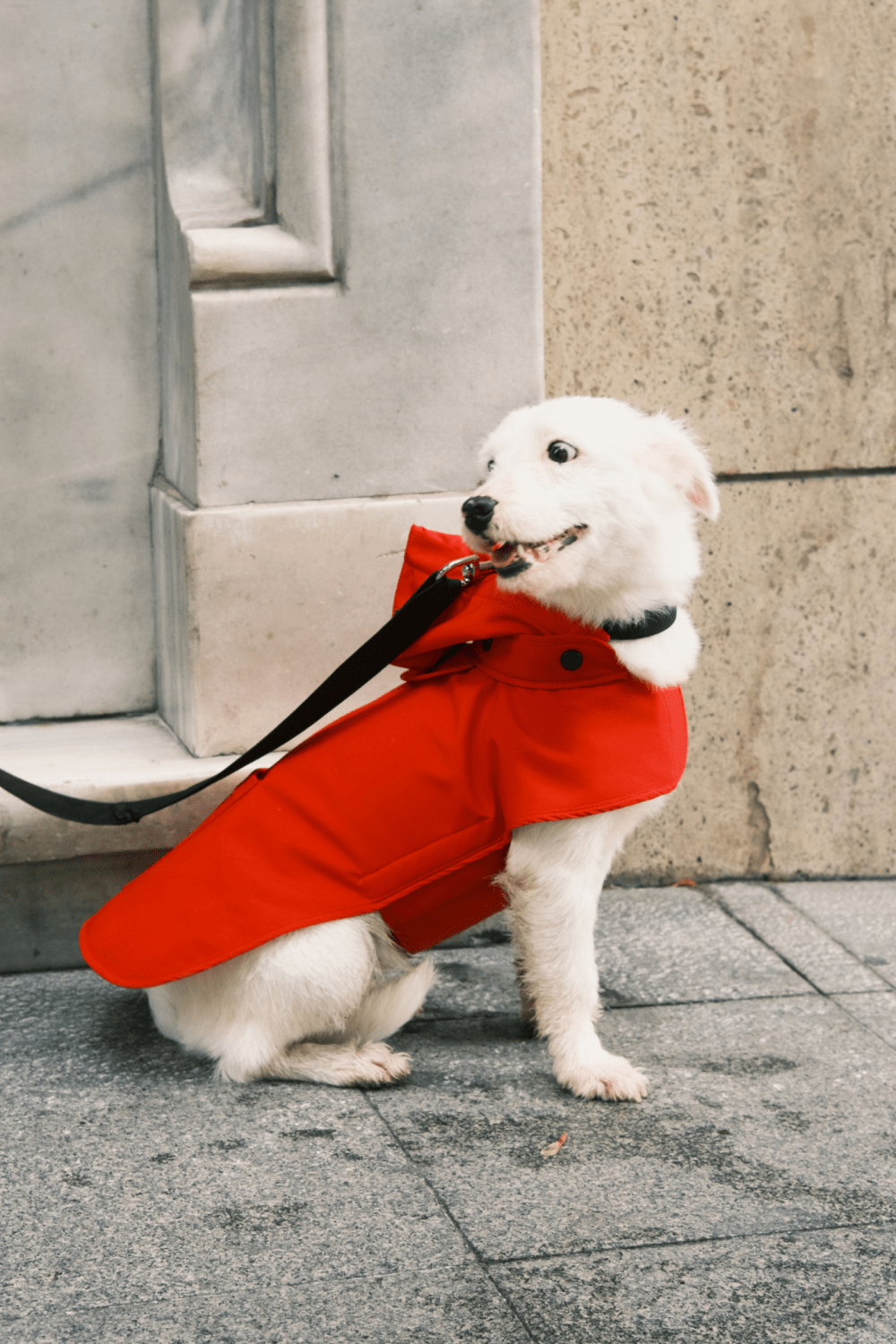 St. Pia-Pluvio Köpek Yağmurluğu-Köpek-5-roqelvaxirum.shop