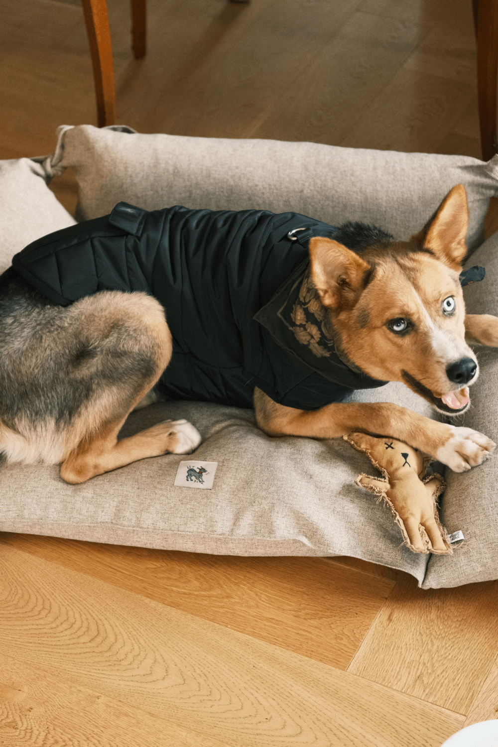 St. Pia-Robear El Yapımı Kedi + Köpek Oyuncağı-Toffee-Köpek-3-roqelvaxirum.shop