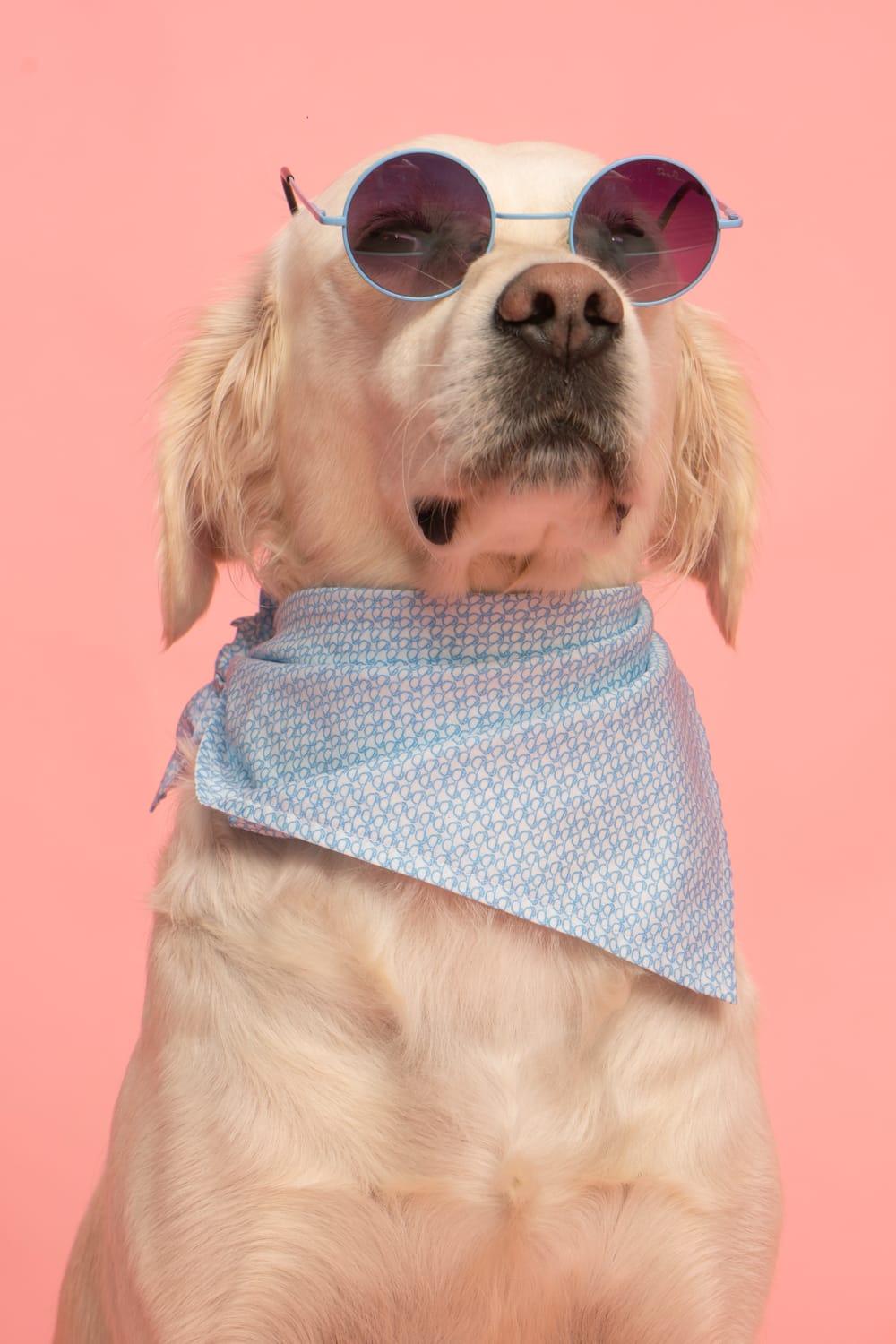 Gliparis-Malaga Köpek Bandana-Köpek-3-roqelvaxirum.shop