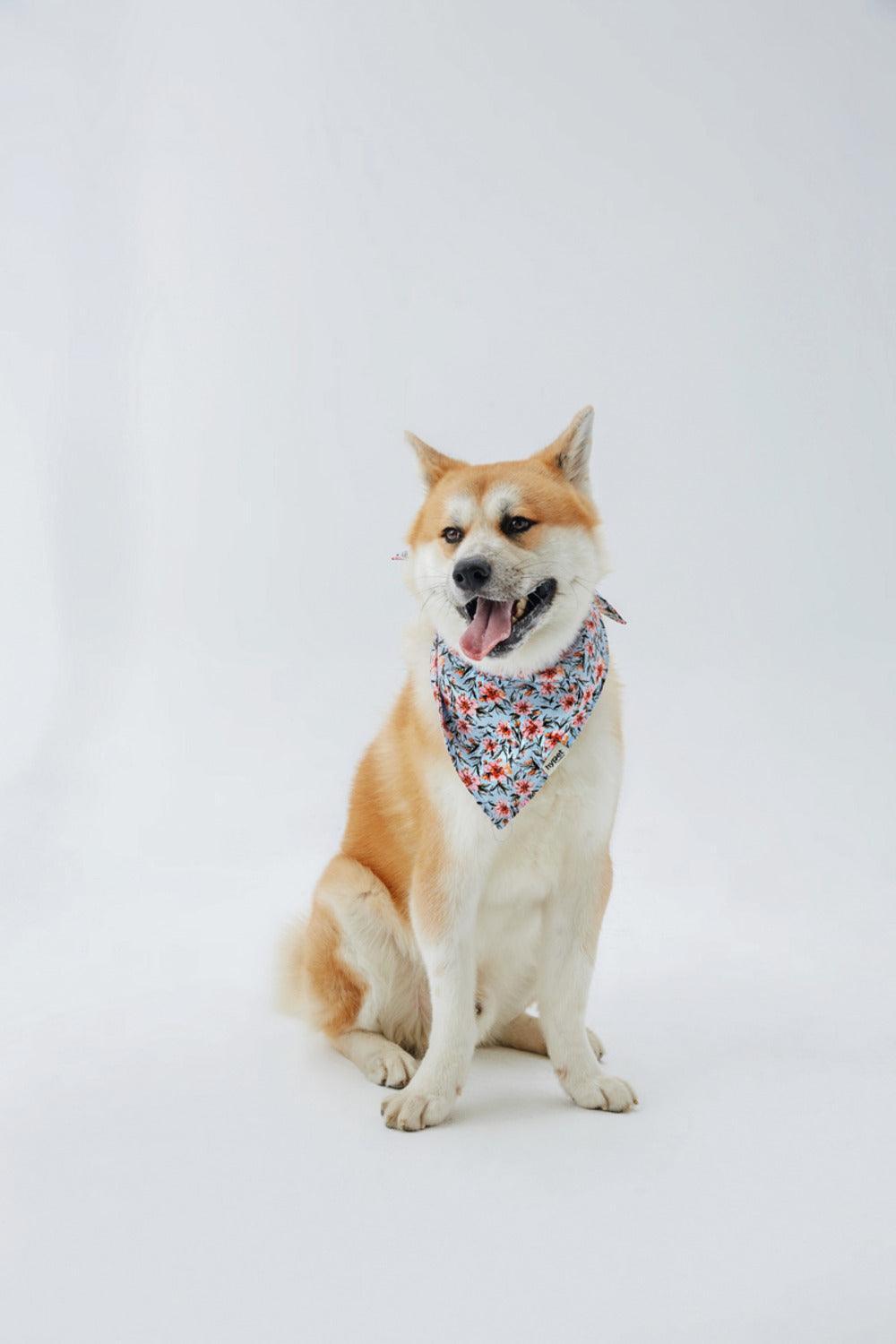 Hypet Fashion-Blue Floral Bandana-Köpek-2-roqelvaxirum.shop
