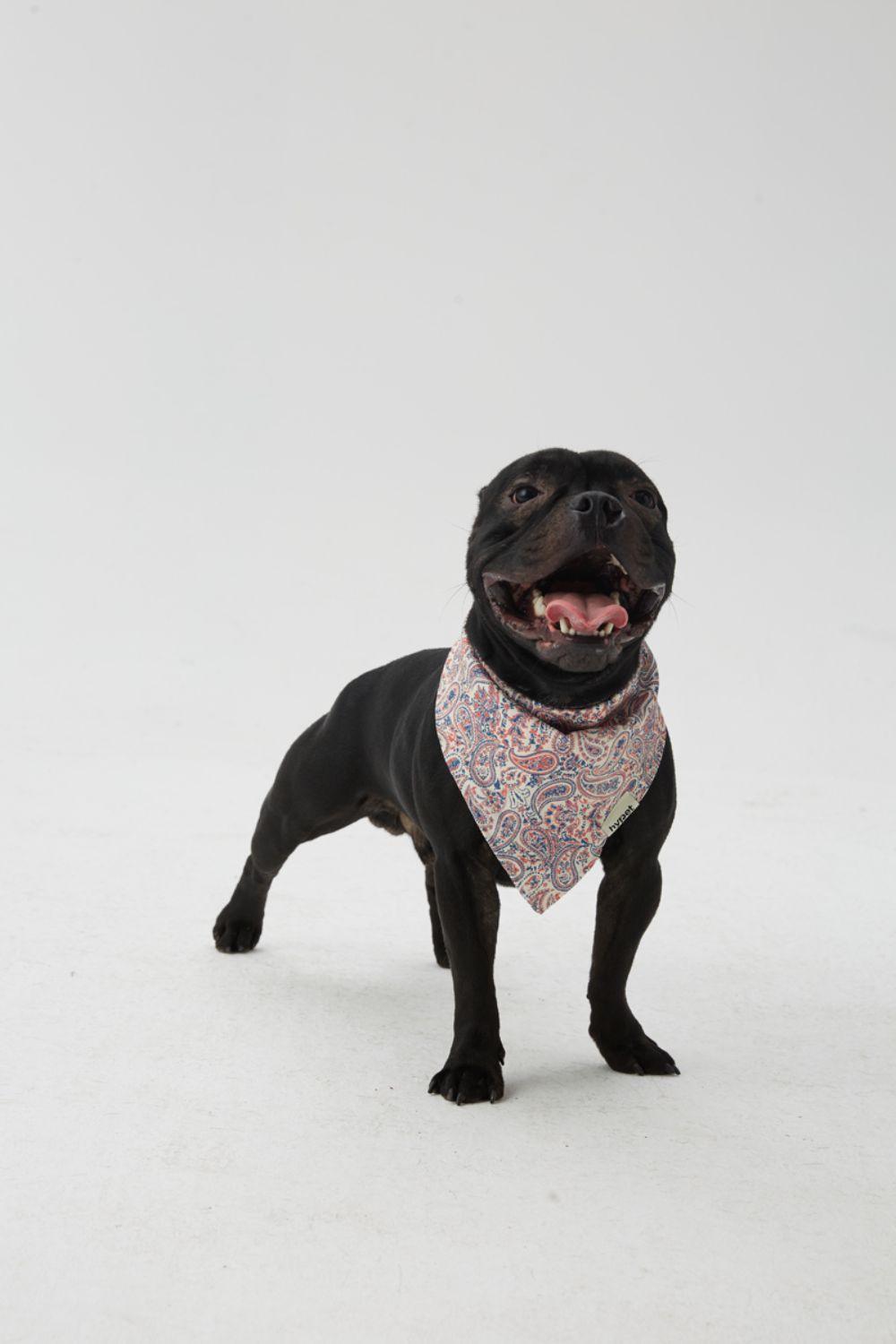Hypet Fashion-Paisley Bandana-Köpek-3-roqelvaxirum.shop