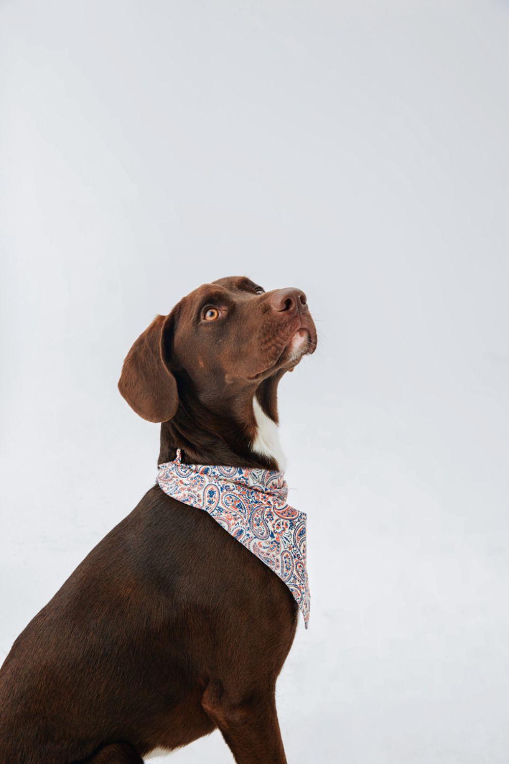 Hypet Fashion-Paisley Bandana-Köpek-6-roqelvaxirum.shop