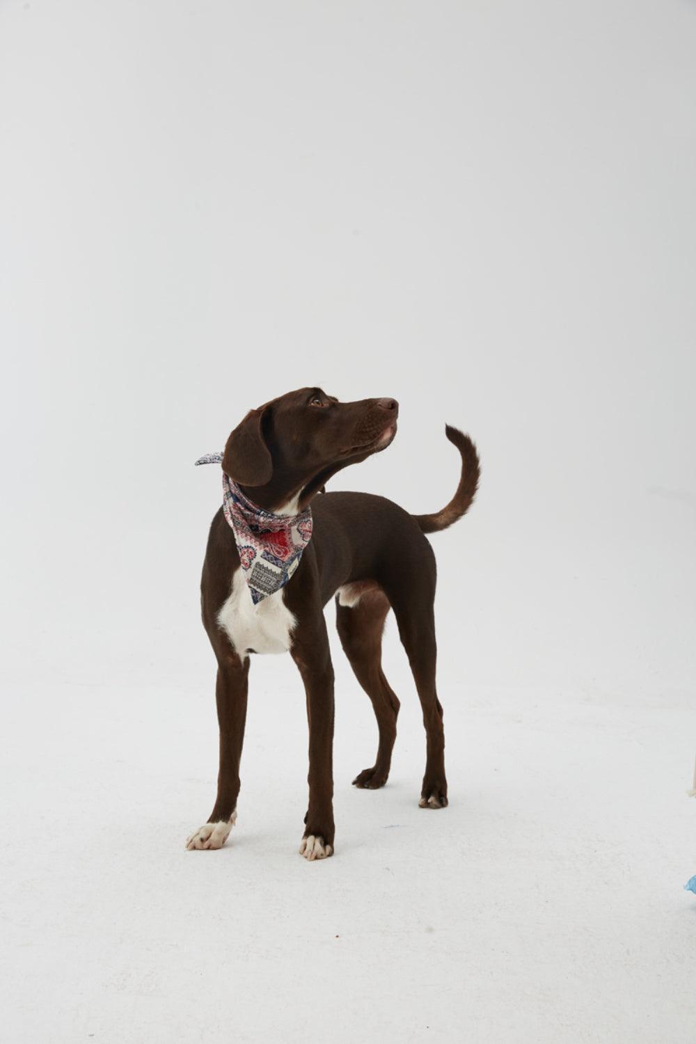 Hypet Fashion-Patchwork Bandana-Köpek-3-roqelvaxirum.shop