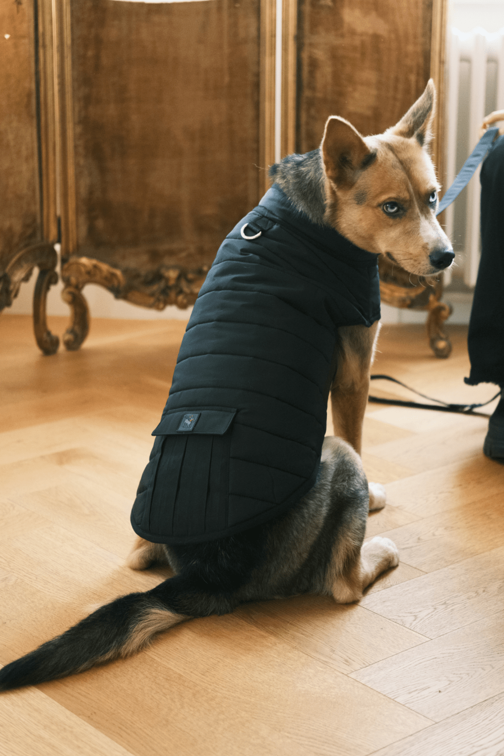 St. Pia-Hive Köpek Montu-Köpek-2-roqelvaxirum.shop