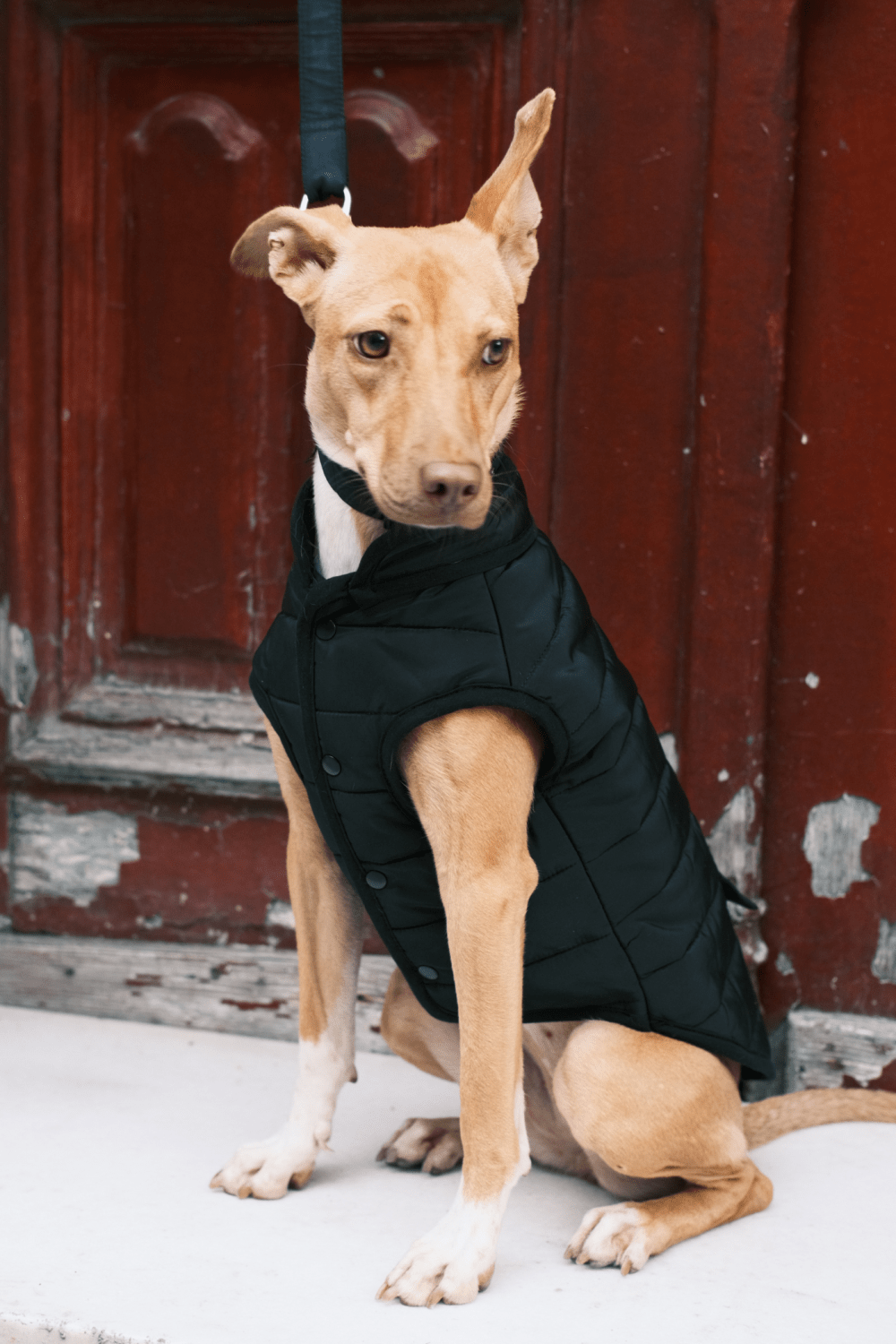 St. Pia-Hive Köpek Montu-Köpek-5-roqelvaxirum.shop