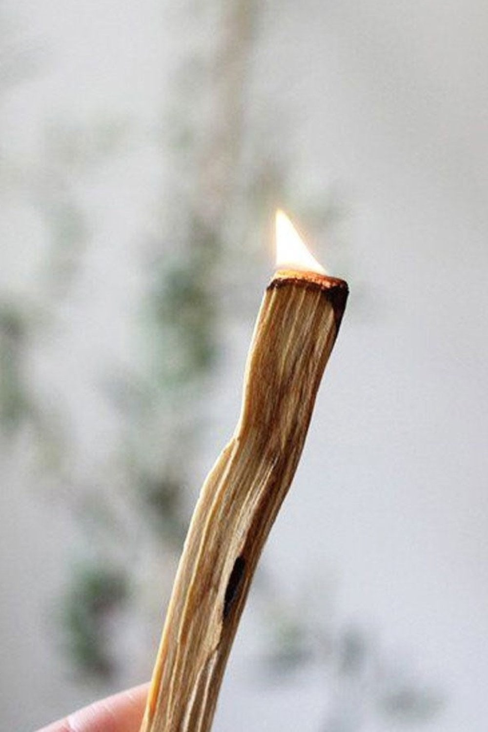 Natural Palo Santo Tütsü Ağacı 4 Lü Set - 1