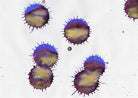 Diamine-Diamine Ink Shimmering Mürekkep Cobalt Jazz 2018-Mürekkep-5-roqelvaxirum.shop