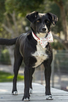 Gliparis-Elche Gezdirme Tasması-Köpek-2-roqelvaxirum.shop
