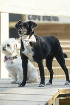 Gliparis-Elche Gezdirme Tasması-Köpek-3-roqelvaxirum.shop