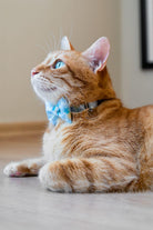Gliparis-Girona Papyonlu Kedi Tasması-Kedi-2-roqelvaxirum.shop