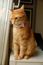 Gliparis-Girona Papyonlu Kedi Tasması-Kedi-4-roqelvaxirum.shop