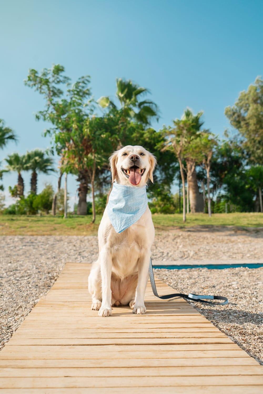 Gliparis-Malaga Köpek Boyun Tasması-Köpek-2-roqelvaxirum.shop