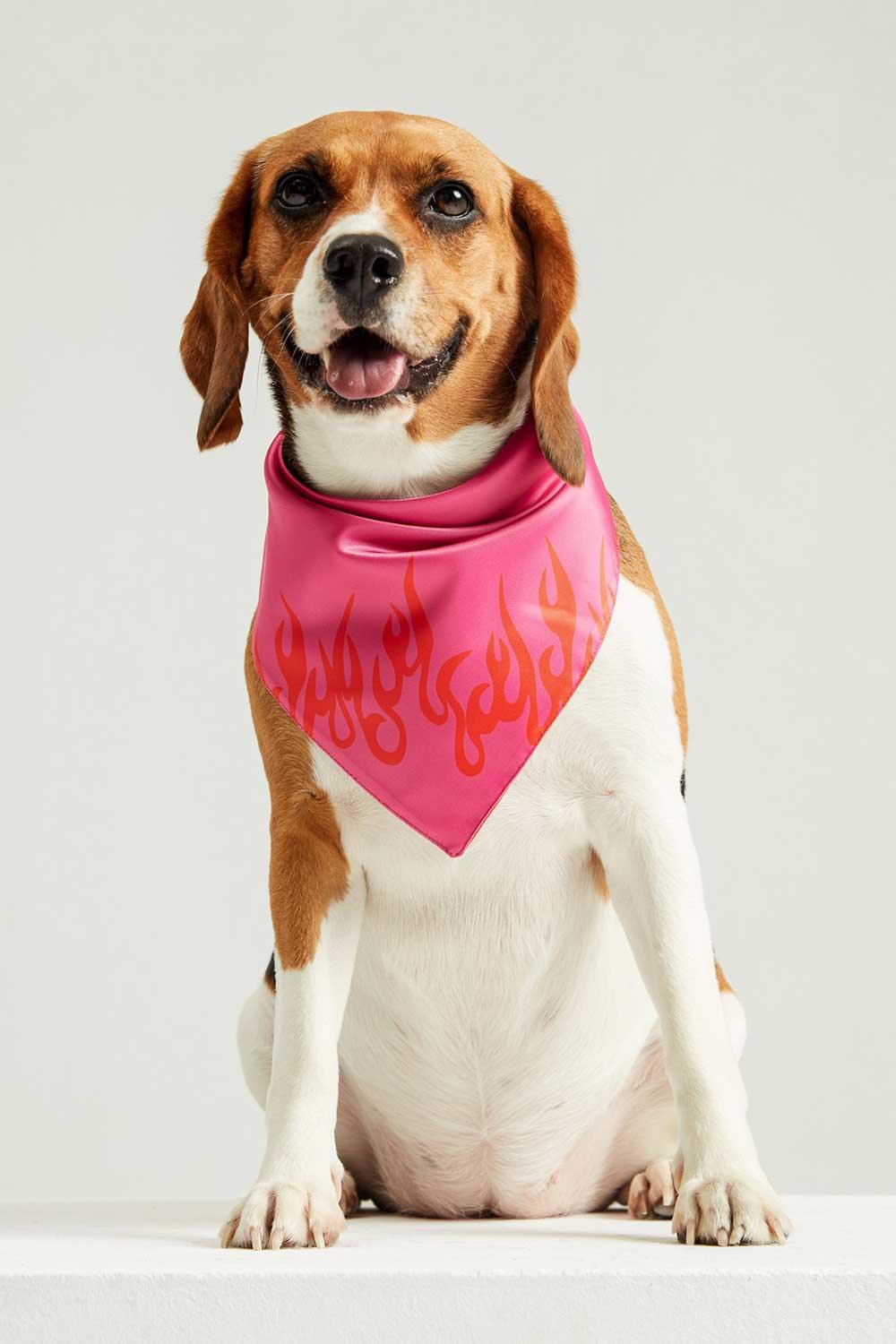 Little Monsters-LM Fire Bandana-Köpek-1-roqelvaxirum.shop
