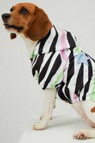 Little Monsters-Zebra Star Yağmurluk-Köpek-4-roqelvaxirum.shop