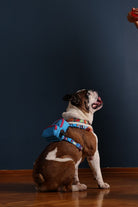 Pawlook-Pawlook, Köpek Sırt Çantası, Köpek Göğüs Tasması, Mavi-Köpek-1-roqelvaxirum.shop