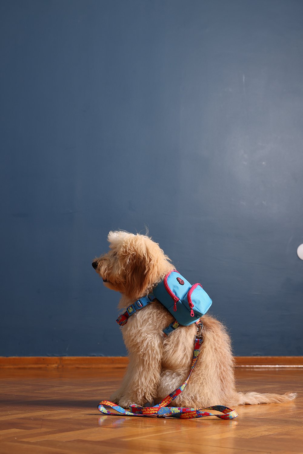 Pawlook-Pawlook, Köpek Sırt Çantası, Köpek Göğüs Tasması, Mavi-Köpek-4-roqelvaxirum.shop