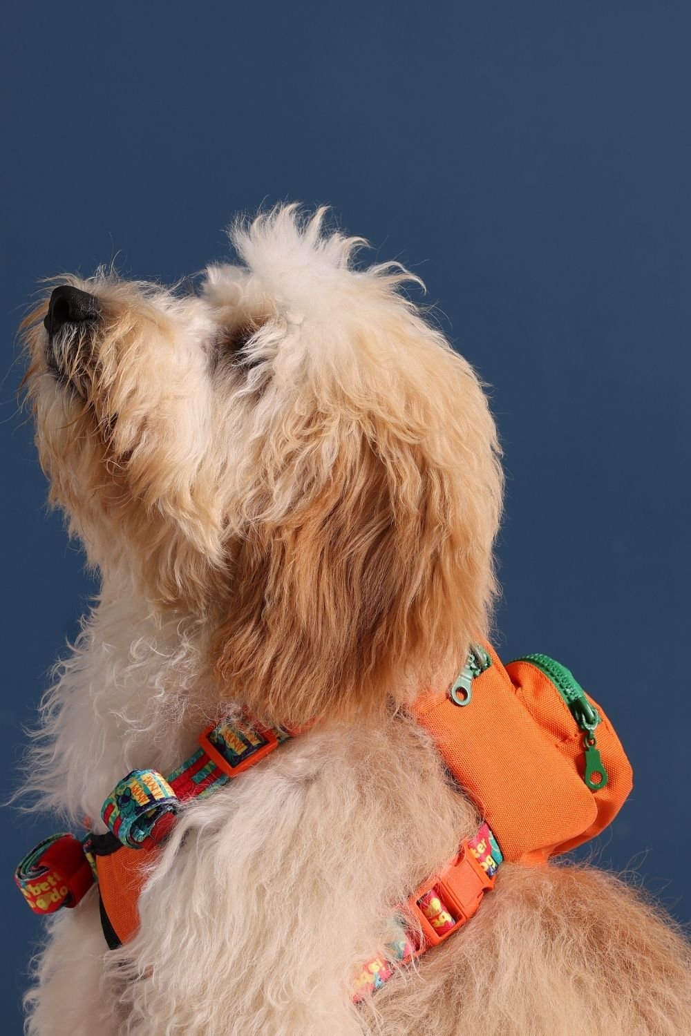 Pawlook-Pawlook, Köpek Sırt Çantası, Köpek Göğüs Tasması, Turuncu-Köpek-1-roqelvaxirum.shop