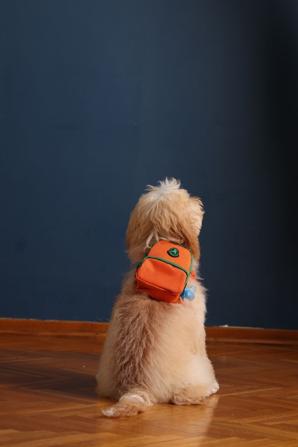 Pawlook-Pawlook, Köpek Sırt Çantası, Köpek Göğüs Tasması, Turuncu-Köpek-2-roqelvaxirum.shop
