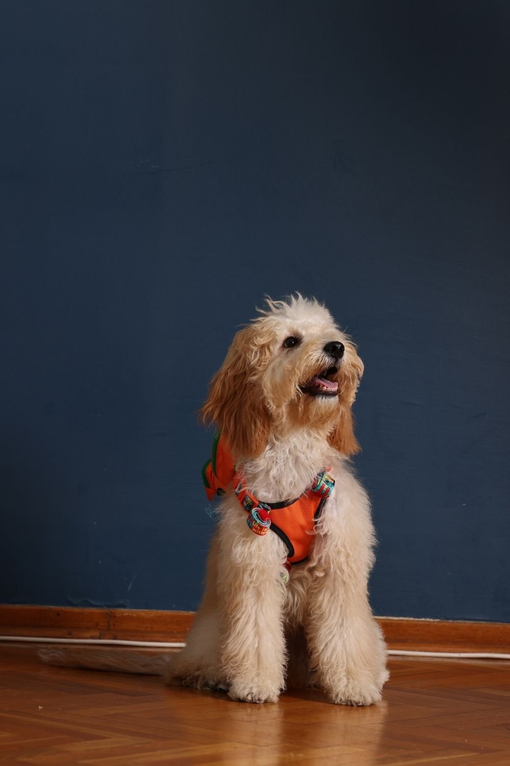 Pawlook-Pawlook, Köpek Sırt Çantası, Köpek Göğüs Tasması, Turuncu-Köpek-3-roqelvaxirum.shop