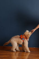 Pawlook-Pawlook, Köpek Sırt Çantası, Köpek Göğüs Tasması, Turuncu-Köpek-4-roqelvaxirum.shop