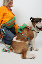 Pawlook-Pawlook , Yeşil, Handsfree, Gezdirme Tasması, Eller Serbest, Gezdirme Kayışı, Handsfree Tasma-Köpek-1-roqelvaxirum.shop