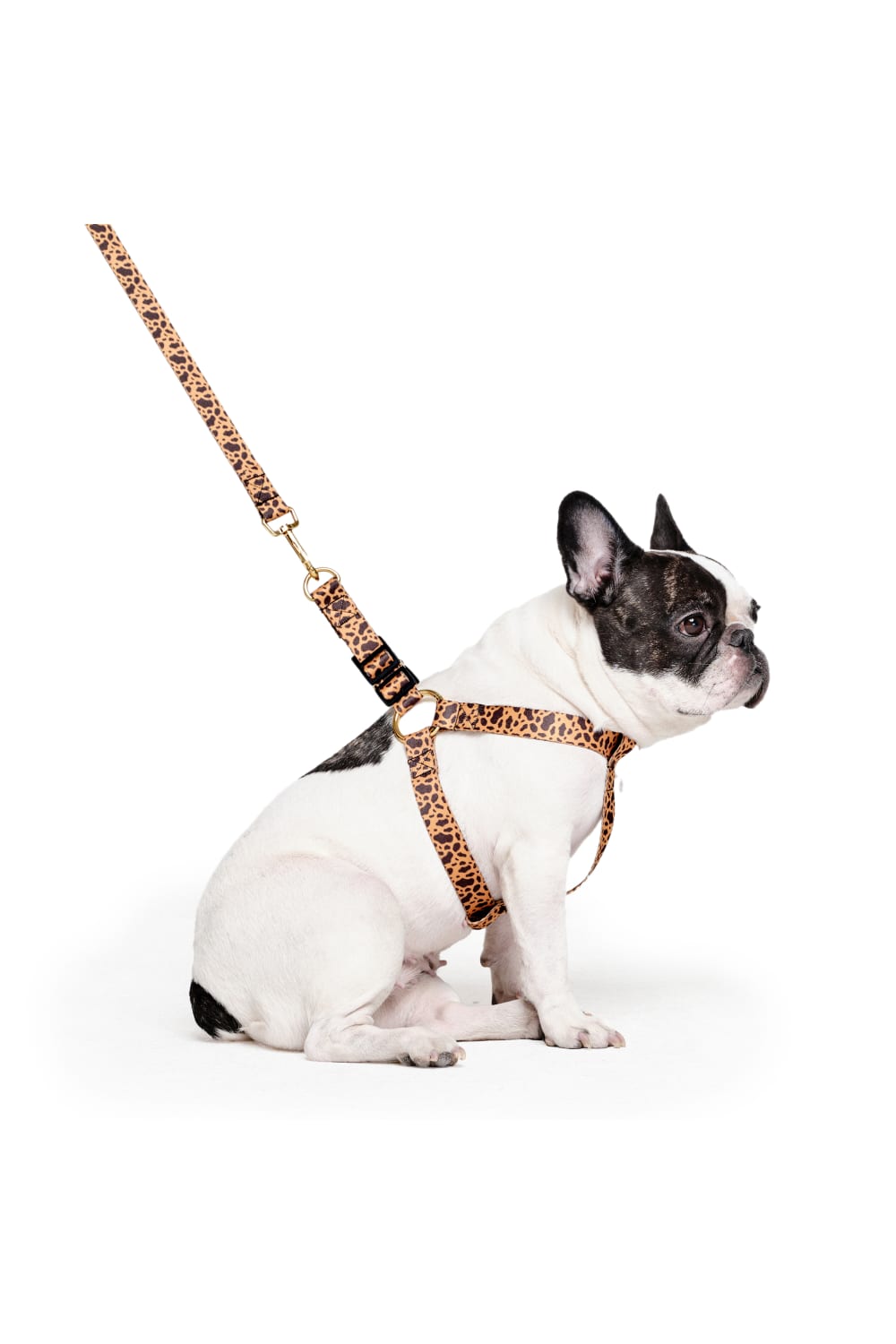 Siena Couture-Lealta | Göğüs Tasması-Köpek-2-roqelvaxirum.shop