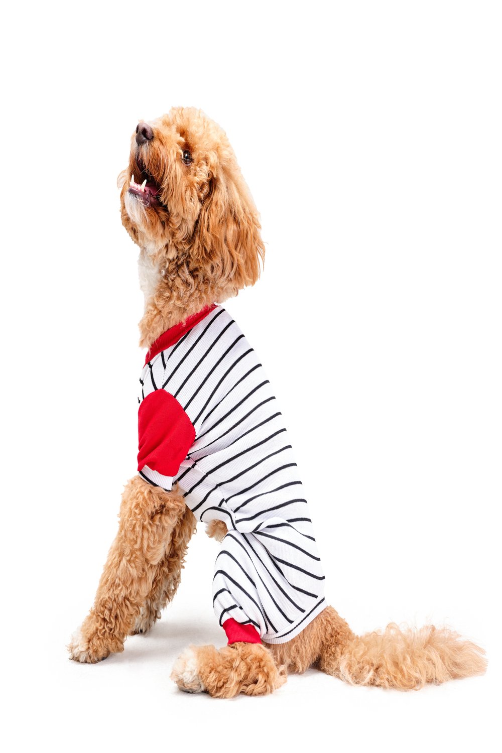 Siena Couture-Pigiama Thin | Pijama-Köpek-1-roqelvaxirum.shop