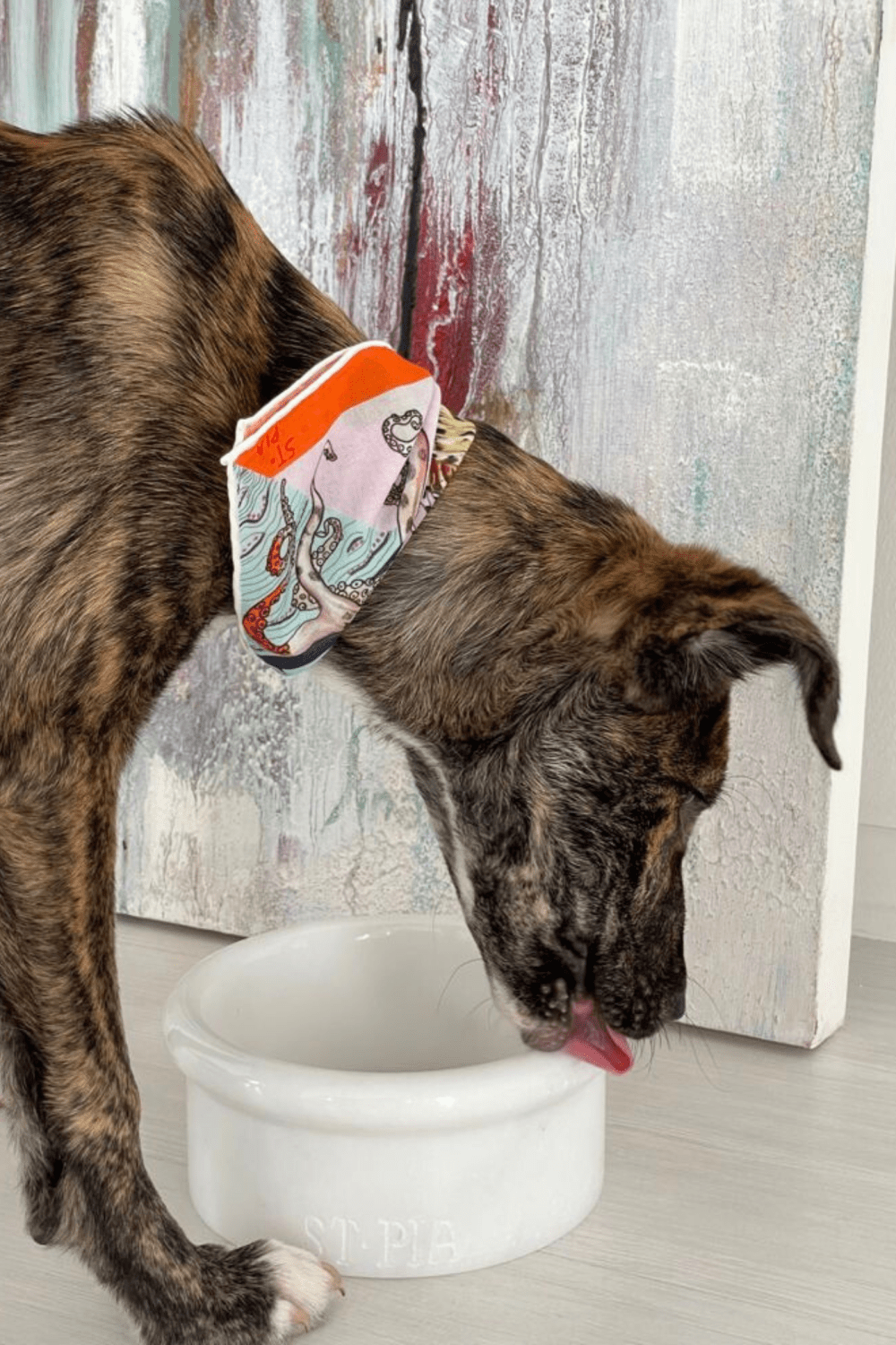 St. Pia-Marbowl Mama + Su Kabı-White-Köpek-5-roqelvaxirum.shop