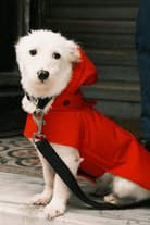 St. Pia-Pluvio Köpek Yağmurluğu-Köpek-2-roqelvaxirum.shop