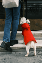 St. Pia-Pluvio Köpek Yağmurluğu-Köpek-3-roqelvaxirum.shop