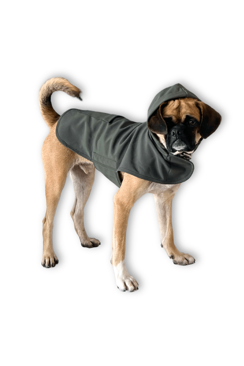 St. Pia-Pluvio Köpek Yağmurluğu-Köpek-6-roqelvaxirum.shop
