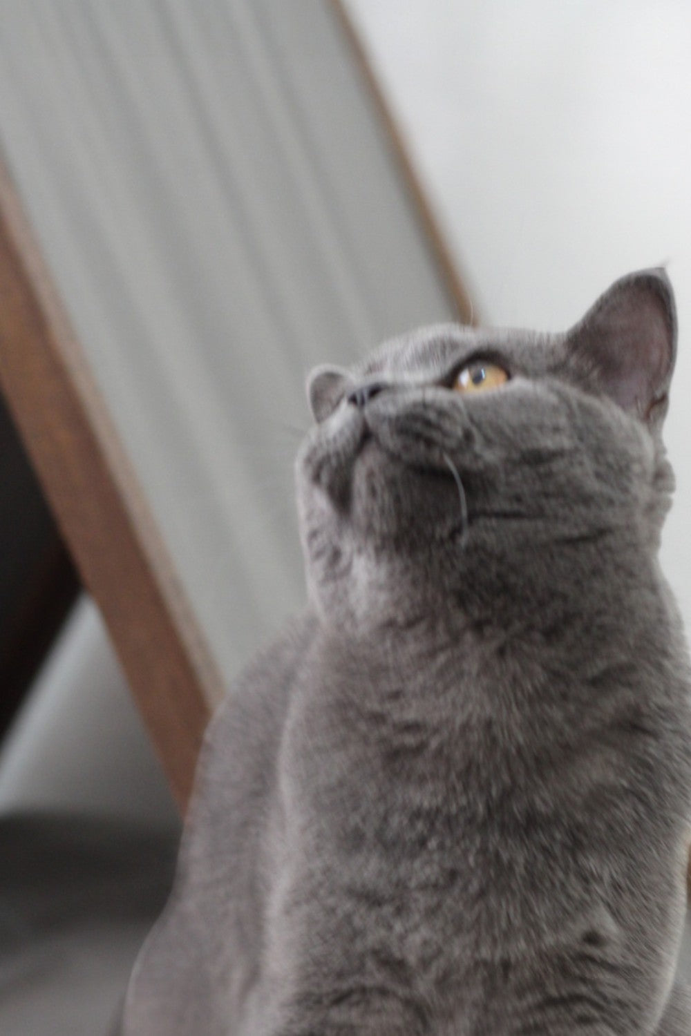 Vune Concept-Ketu Kedi Evi - Gri-Kedi-6-roqelvaxirum.shop