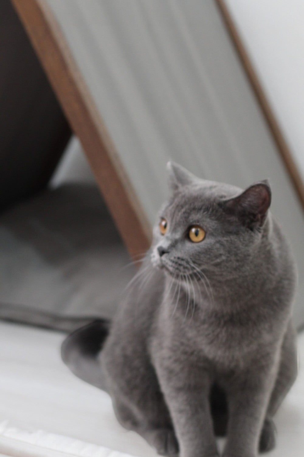 Vune Concept-Ketu Kedi Evi - Gri-Kedi-8-roqelvaxirum.shop