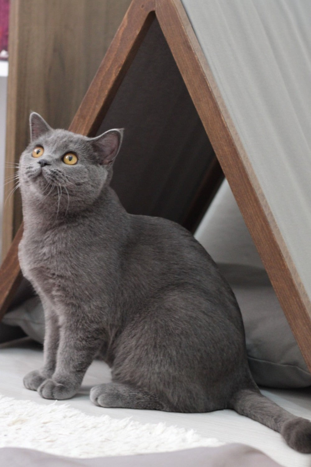 Vune Concept-Ketu Kedi Evi - Gri-Kedi-9-roqelvaxirum.shop