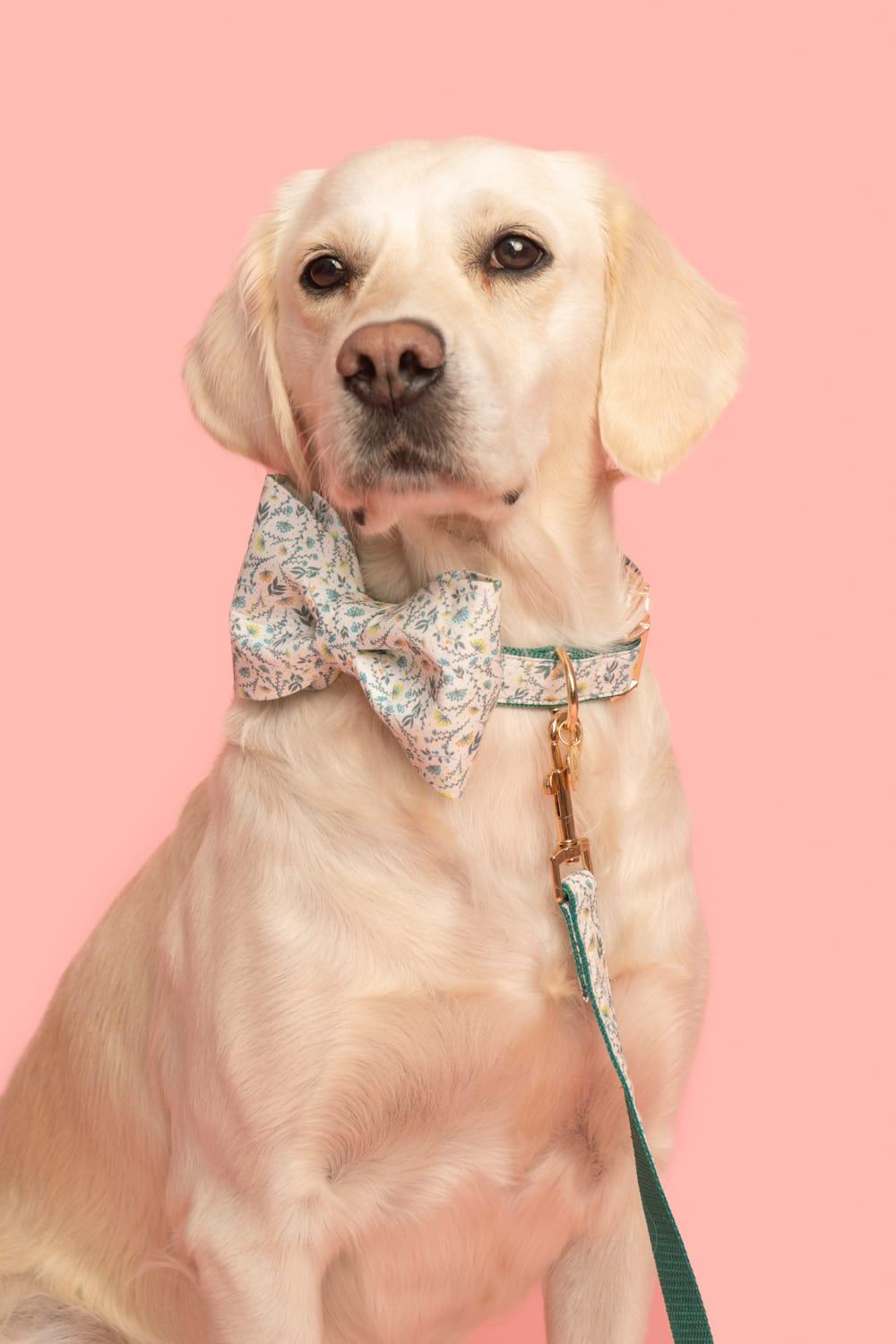 Gliparis-Lugo Gezdirme Tasması-Köpek-3-roqelvaxirum.shop