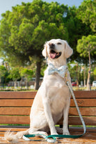 Gliparis-Lugo Gezdirme Tasması-Köpek-5-roqelvaxirum.shop