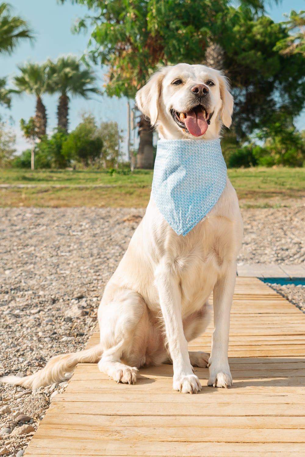 Gliparis-Malaga Köpek Bandana-Köpek-4-roqelvaxirum.shop