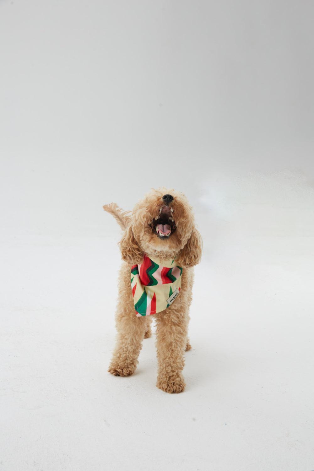 Hypet Fashion-Watermelon Bandana-Köpek-5-roqelvaxirum.shop