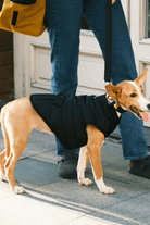 St. Pia-Hive Köpek Montu-Köpek-3-roqelvaxirum.shop